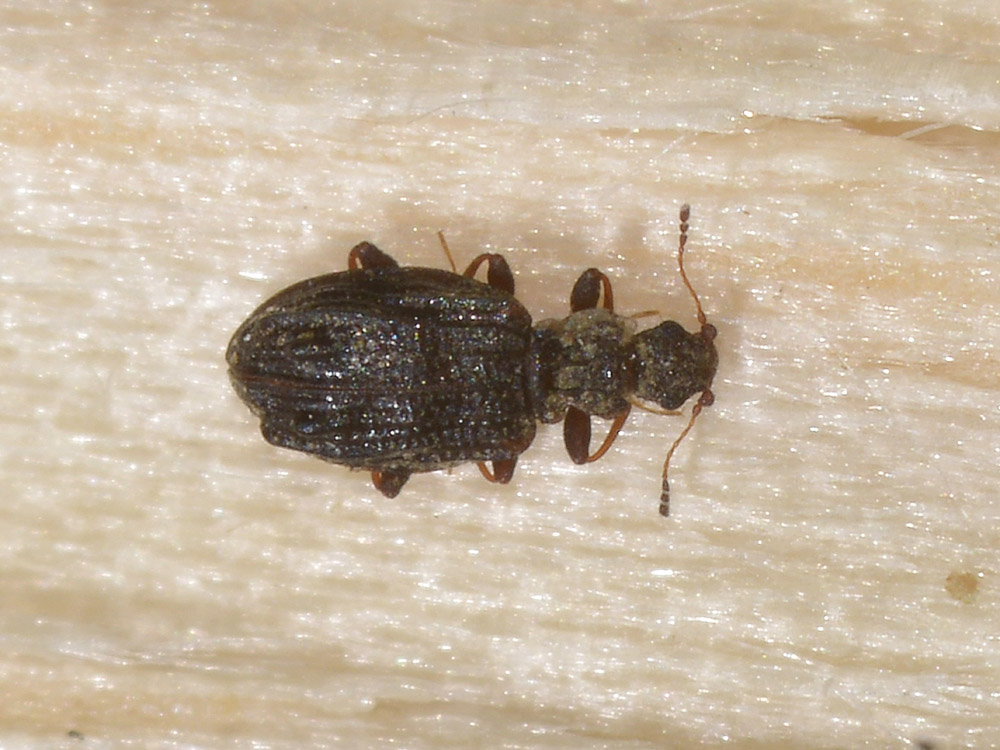 Cartodere nodifer, Latridiidae